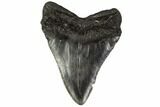 Fossil Megalodon Tooth - South Carolina #119413-1